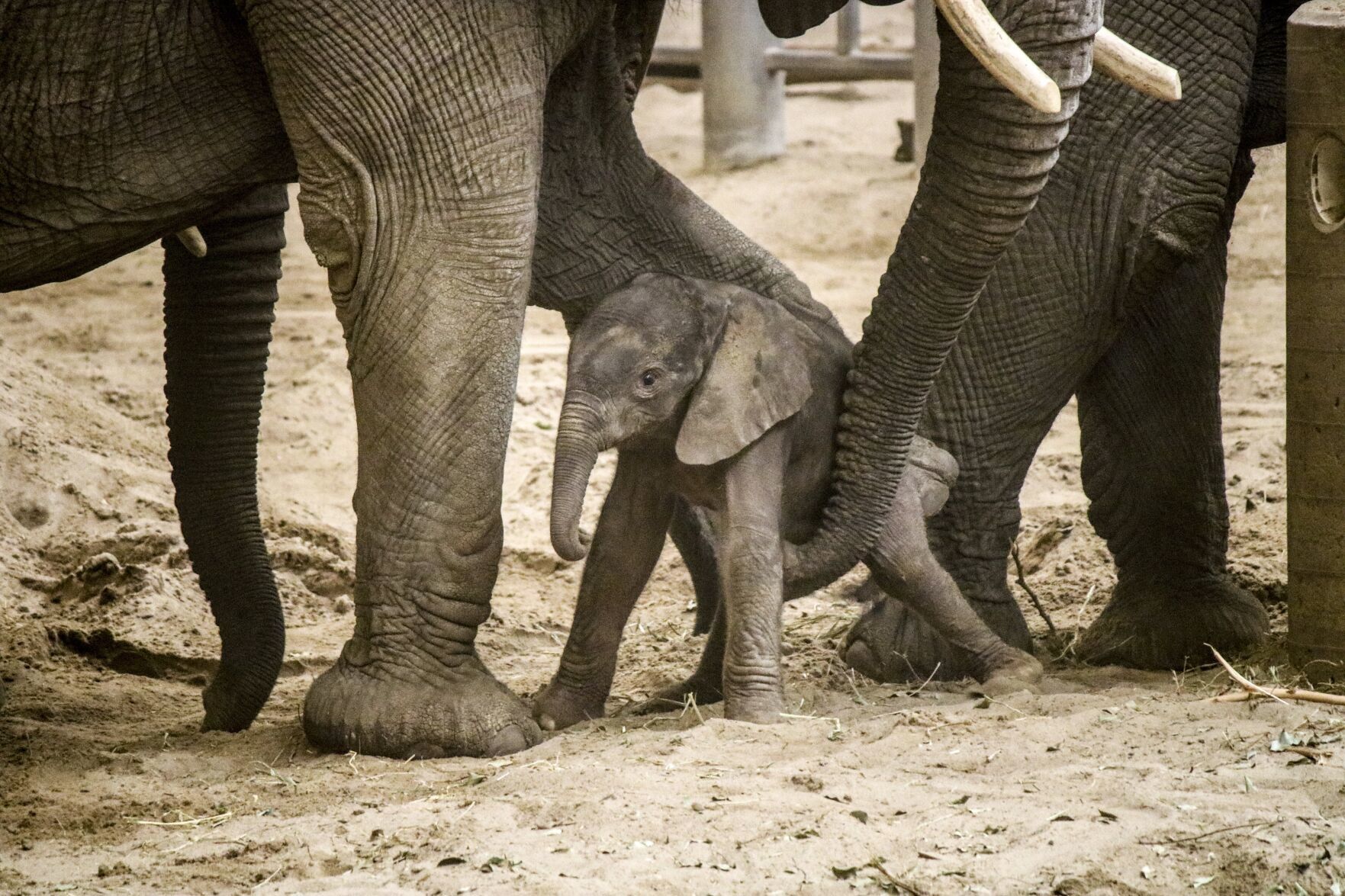 010822-owh-new-elephant